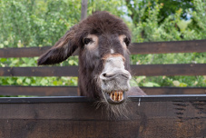 (Don’t) Look a Rescue Donkey in the Mouth